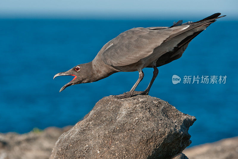 熔岩鸥，Larus fuliginosus, isllote Mosquera, Mosquera岛，加拉帕戈斯群岛国家公园，厄瓜多尔。罕见的。